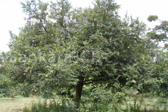 Bridelia retusa